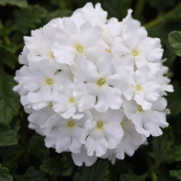 Hanging basket with weiß verbena blumen