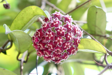 Hanging violet hoya blooms in basket