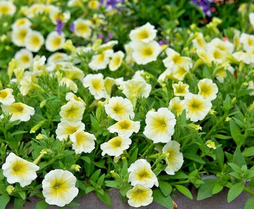 Gelb petunias in hanging basket