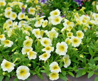 Gelb petunias in hanging basket