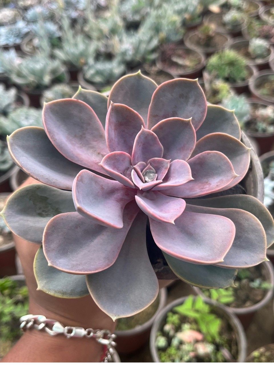 Grün Chicks Sempervivum Blumensamen zur Aussaat – sonnenliebend – Traditionssorte & ohne Gentechnik Samen Hausgarten