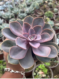 Grün Chicks Sempervivum Blumensamen zur Aussaat – sonnenliebend – Traditionssorte & ohne Gentechnik Samen Hausgarten