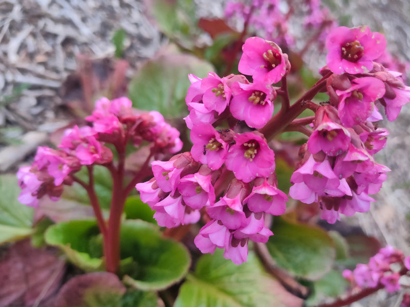 Hardy bergenia blume samen for anpflanzung