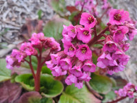Hardy bergenia blume samen for anpflanzung