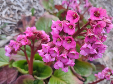 Hardy bergenia blume samen for anpflanzung