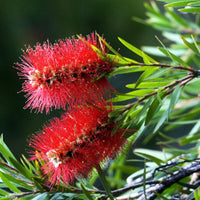 Hardy bottlebrush tree samen