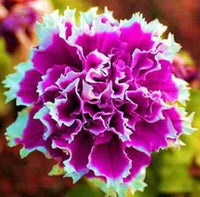 Hardy garten petunia shuttlecock samen for anpflanzung