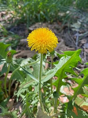 Hardy Italian Dandelion Samen for cool-season Aussaat