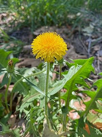 Hardy Italian Dandelion Samen for cool-season Aussaat
