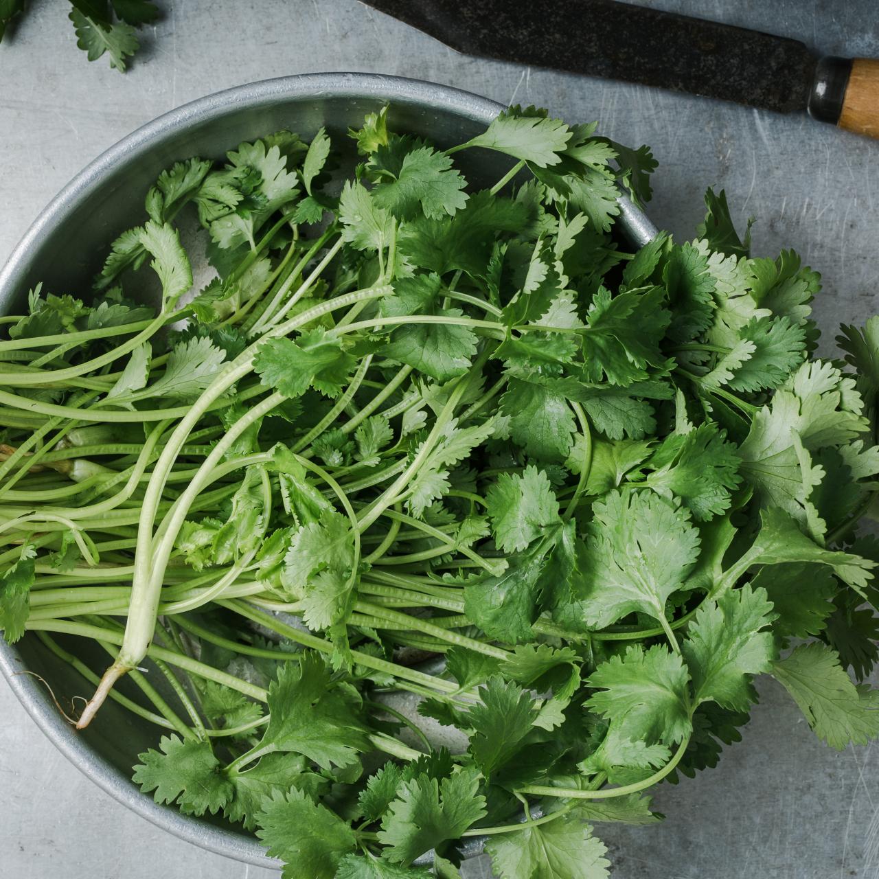 Close-up of frisch cilantro leaves for culinary use