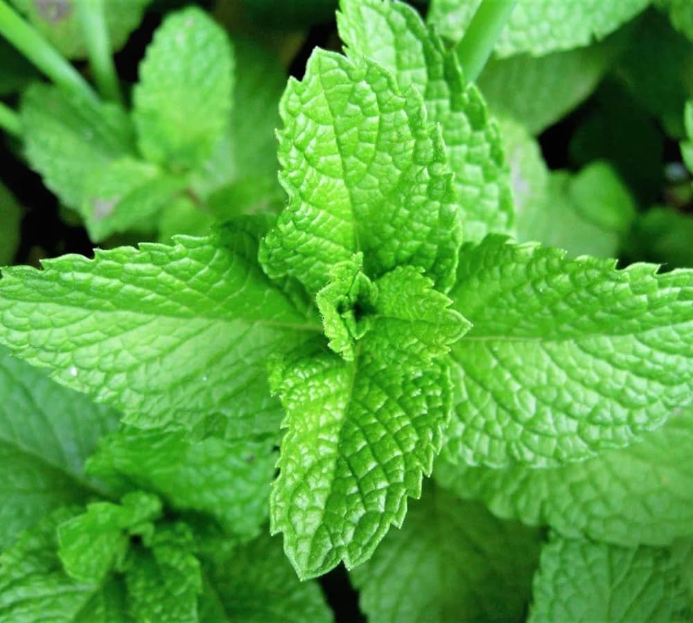 Harvested frisch green mint leaves for tea and cooking
