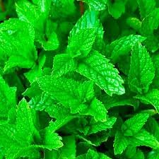 Harvested frisch mint leaves for culinary use