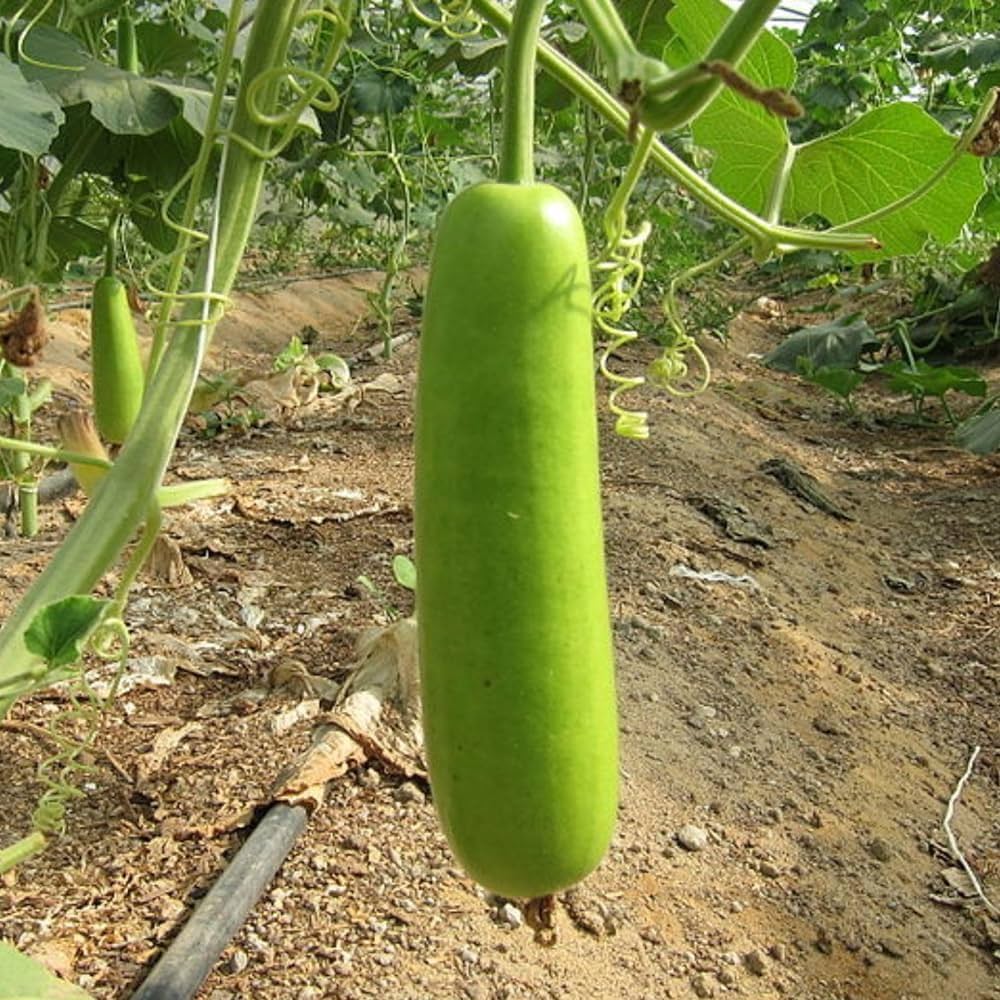 Freshly harvested grüne calabash gourds