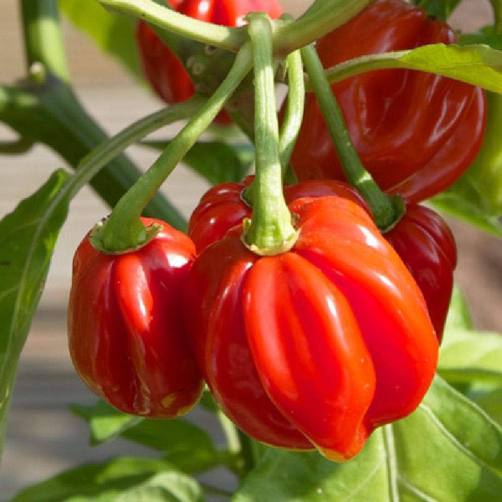 Freshly harvested red bonnet peppers
