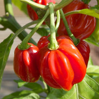Freshly harvested red bonnet peppers