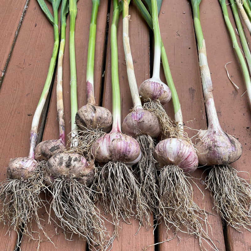 Vibrant knoblauch gemüse samen für aussaat: perfect colorful gardens samen