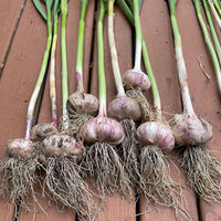 Vibrant knoblauch gemüse samen für aussaat: perfect colorful gardens samen