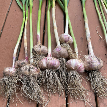 Vibrant knoblauch gemüse samen für aussaat: perfect colorful gardens samen