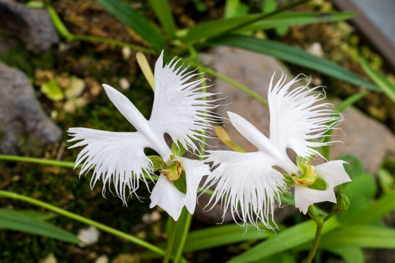 Egret Orchidee Blumensamen zur Aussaat Bestäuber freundlich Traditionssorte & ohne Gentechnik Samen Hausgarten