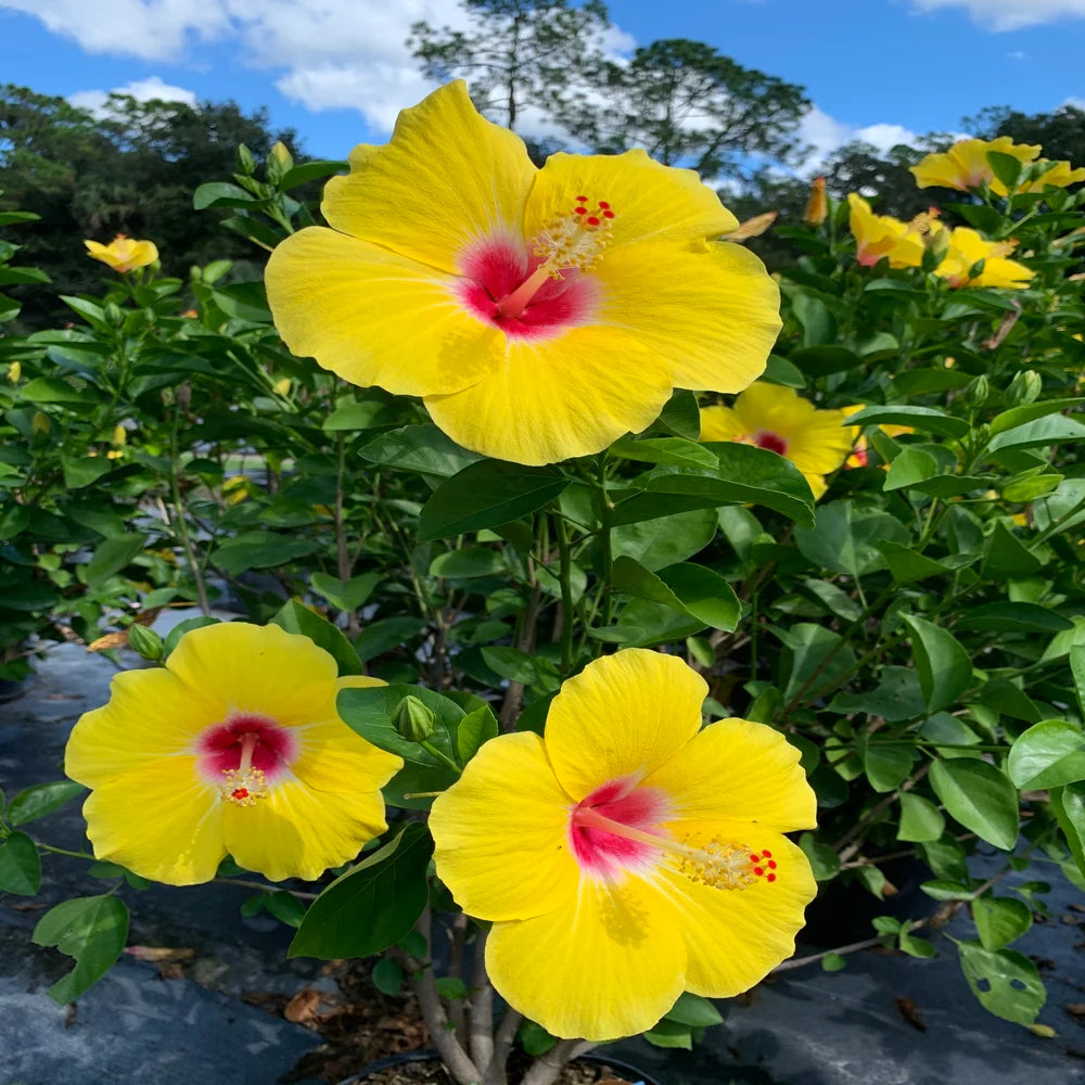 Hibiskus hell Gelb Blumensamen zur Aussaat – leuchtend Blüten – Traditionssorte & ohne Gentechnik Samen Hausgarten