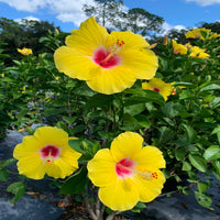 Hibiskus hell Gelb Blumensamen zur Aussaat – leuchtend Blüten – Traditionssorte & ohne Gentechnik Samen Hausgarten