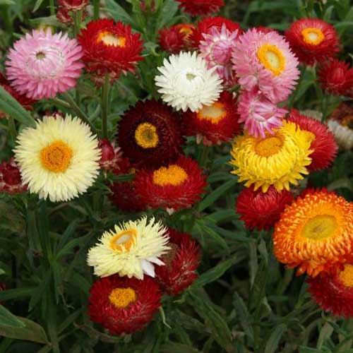 MultiColour Helichrysum Bracteatum Blumensamen zur Aussaat Landhaus Garten wichtig Traditionssorte & ohne Gentechnik Samen Hausgarten