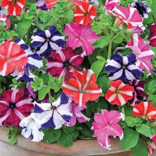 mehrfarbige Starry Petunie Blumensamen zur Aussaat – Bestäuber freundlich – Traditionssorte & ohne Gentechnik Samen Hausgarten