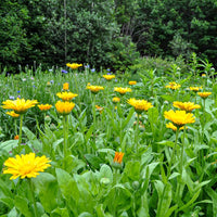 Healing Kräuter Samen Collection pollinator Kraut mix