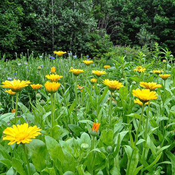 Healing Kräuter Samen Collection pollinator Kraut mix
