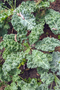 Kale Gemüsesamen für einfache Aussaat