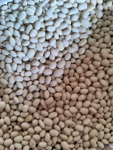 Healthy soybean aussaat guide für gardeners