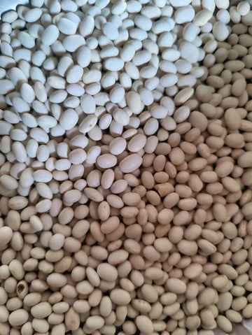 Healthy soybean aussaat guide für gardeners