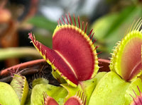 Insectivorous Blumensamen zur Aussaat – Halbschatten verträglich – Traditionssorte & ohne Gentechnik Samen Hausgarten