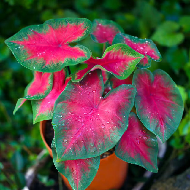 Caladium Mischung Samen zur Aussaat leuchtend Foliage Garten und Indoors