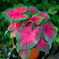 Caladium Mischung Samen zur Aussaat leuchtend Foliage Garten und Indoors