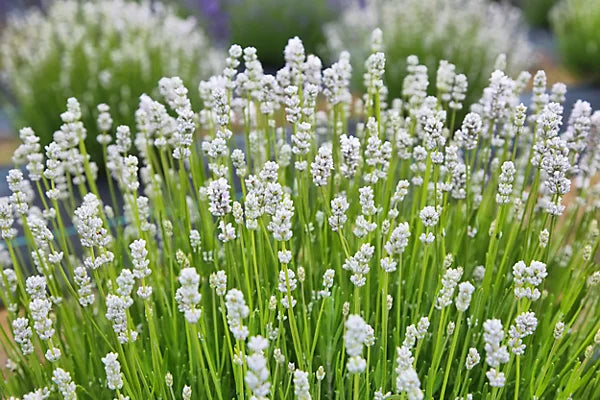 Lavendel Blumensamen zur Aussaat – Schnitt Blume beliebt – Traditionssorte & ohne Gentechnik Samen Hausgarten