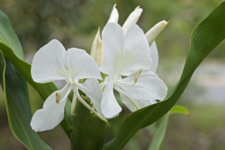 Coronarium Blumensamen zur Aussaat Schnitt Blume beliebt Traditionssorte & ohne Gentechnik Samen Hausgarten