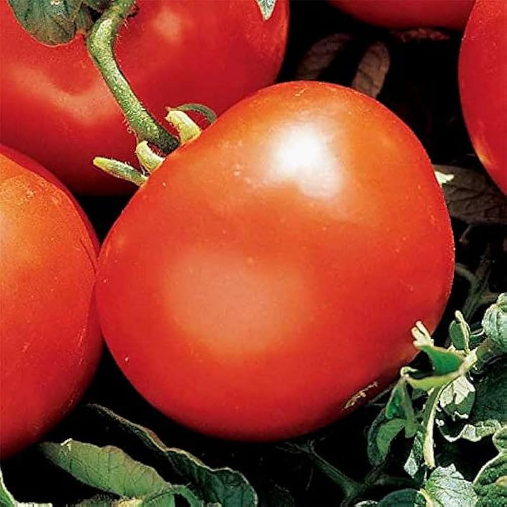 Heidi traditionelle tomatoes wachsend on pflanze