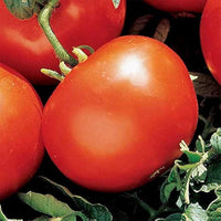 Heidi traditionelle tomatoes wachsend on pflanze