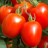 Heidi tomato samen für aussaat