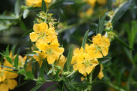 Gelb Heimia Blumensamen zur Aussaat Halbschatten verträglich Traditionssorte & ohne Gentechnik Samen Hausgarten