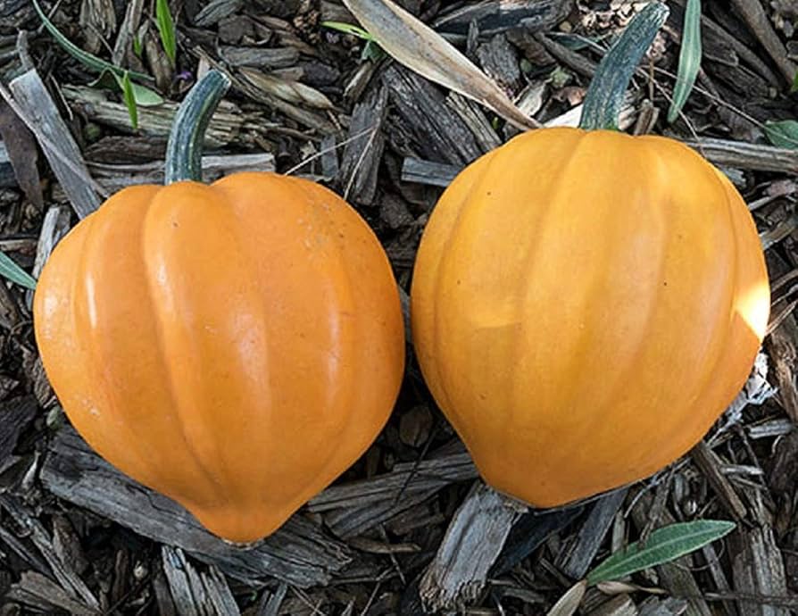 Traditionelle acorn squash samen für home gardens