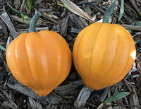 Traditionelle acorn squash samen für home gardens