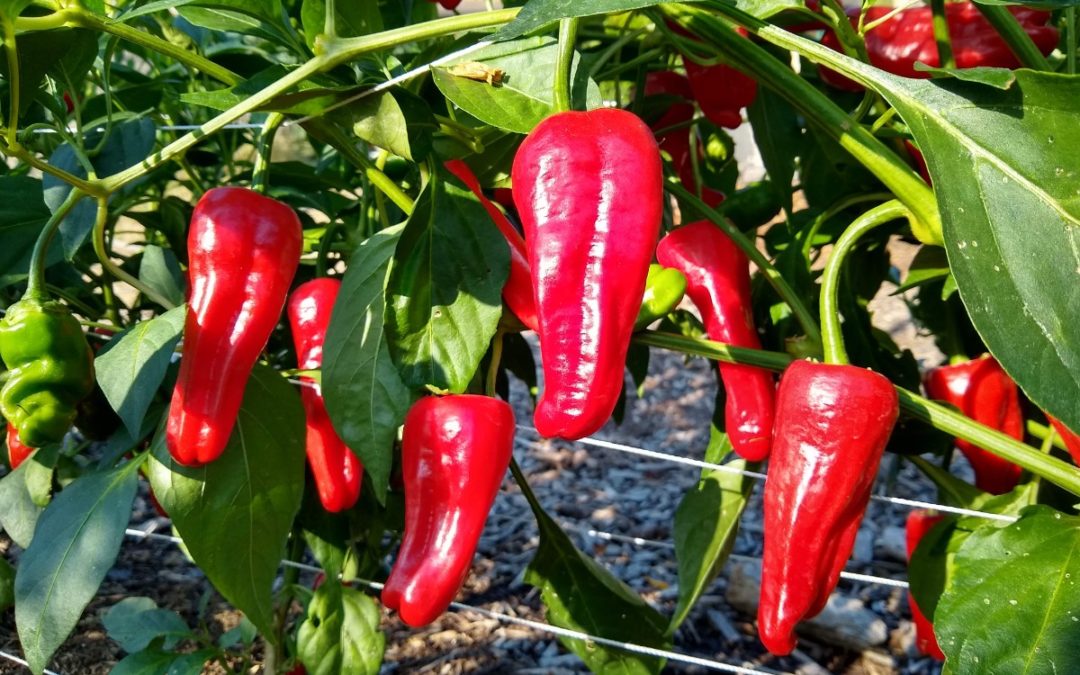 Traditionelle aleppo pepper samen für aussaat