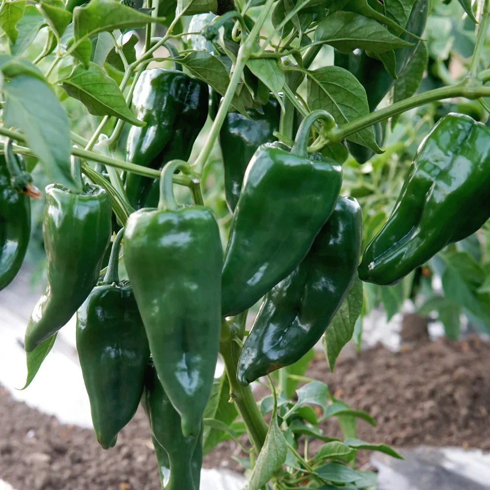 Traditionelle ancho poblano pepper samen für aussaat