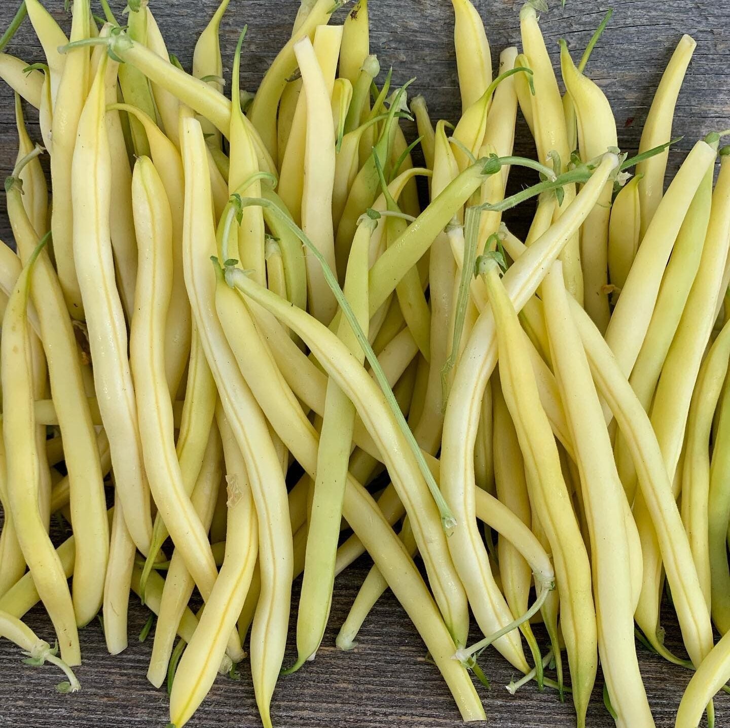 Traditionelle arikara bean pflanze samen für garten wachsend