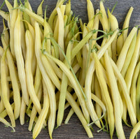 Traditionelle arikara bean pflanze samen für garten wachsend