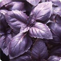 Traditionelle aromatic basilikum samen für aussaat