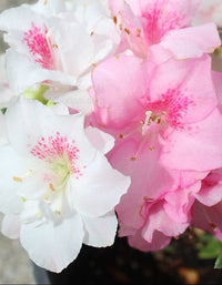 Heirloom azalea blume samen for töpfen and borders