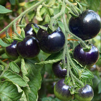 Traditionelle big huge schwarze tomato samen ideal für backyard gardens